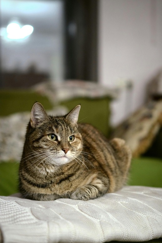 ねこ浴場＆ねこ旅籠